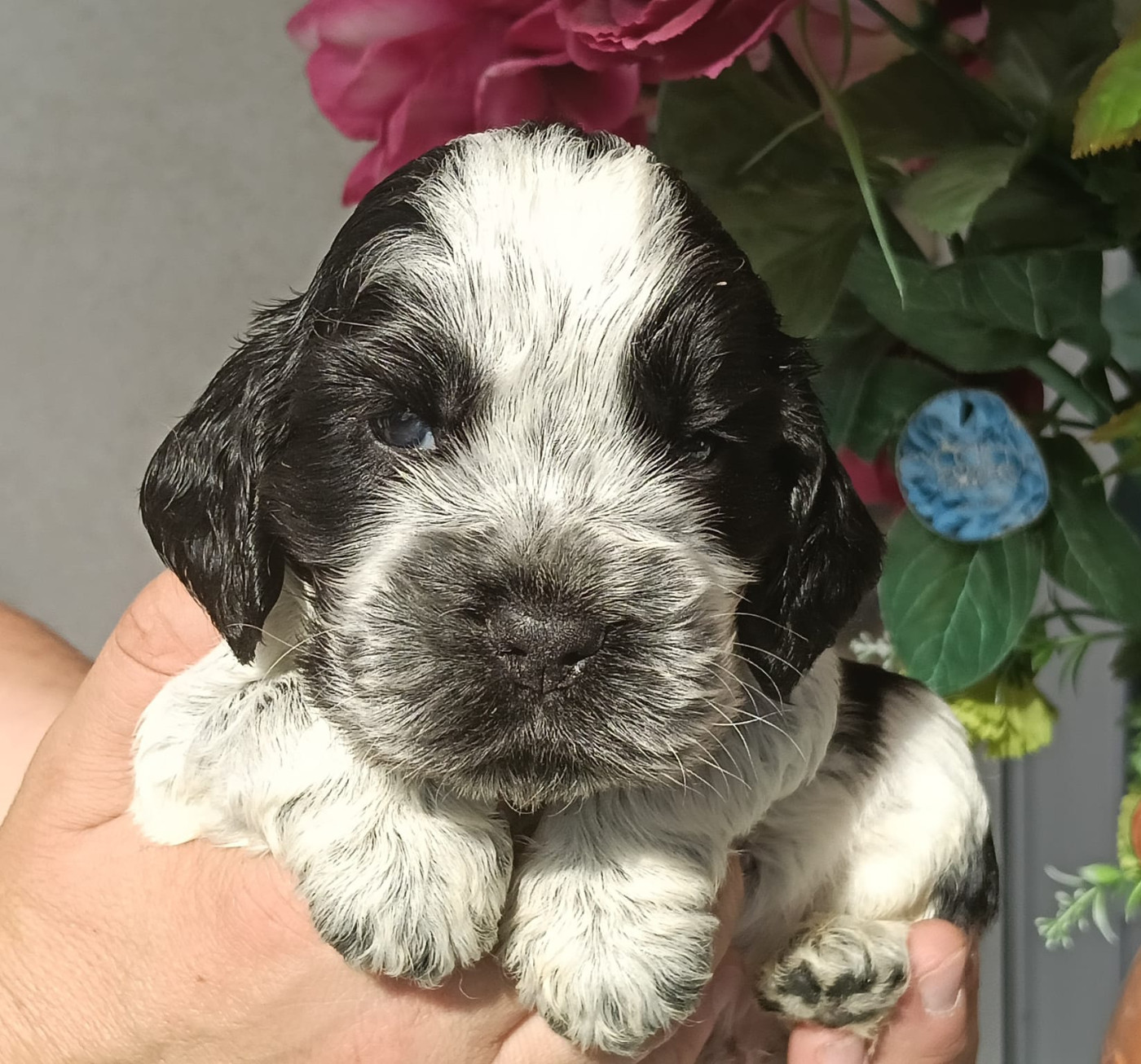 of Skystaff Starbuck - Chiots disponibles - Cocker Spaniel Anglais