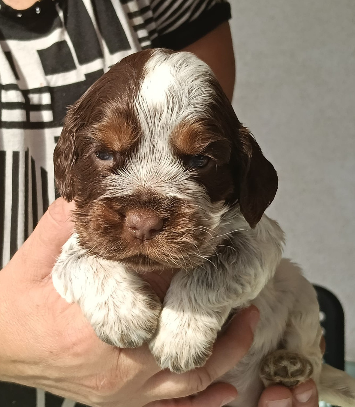 of Skystaff Starbuck - Chiots disponibles - Cocker Spaniel Anglais