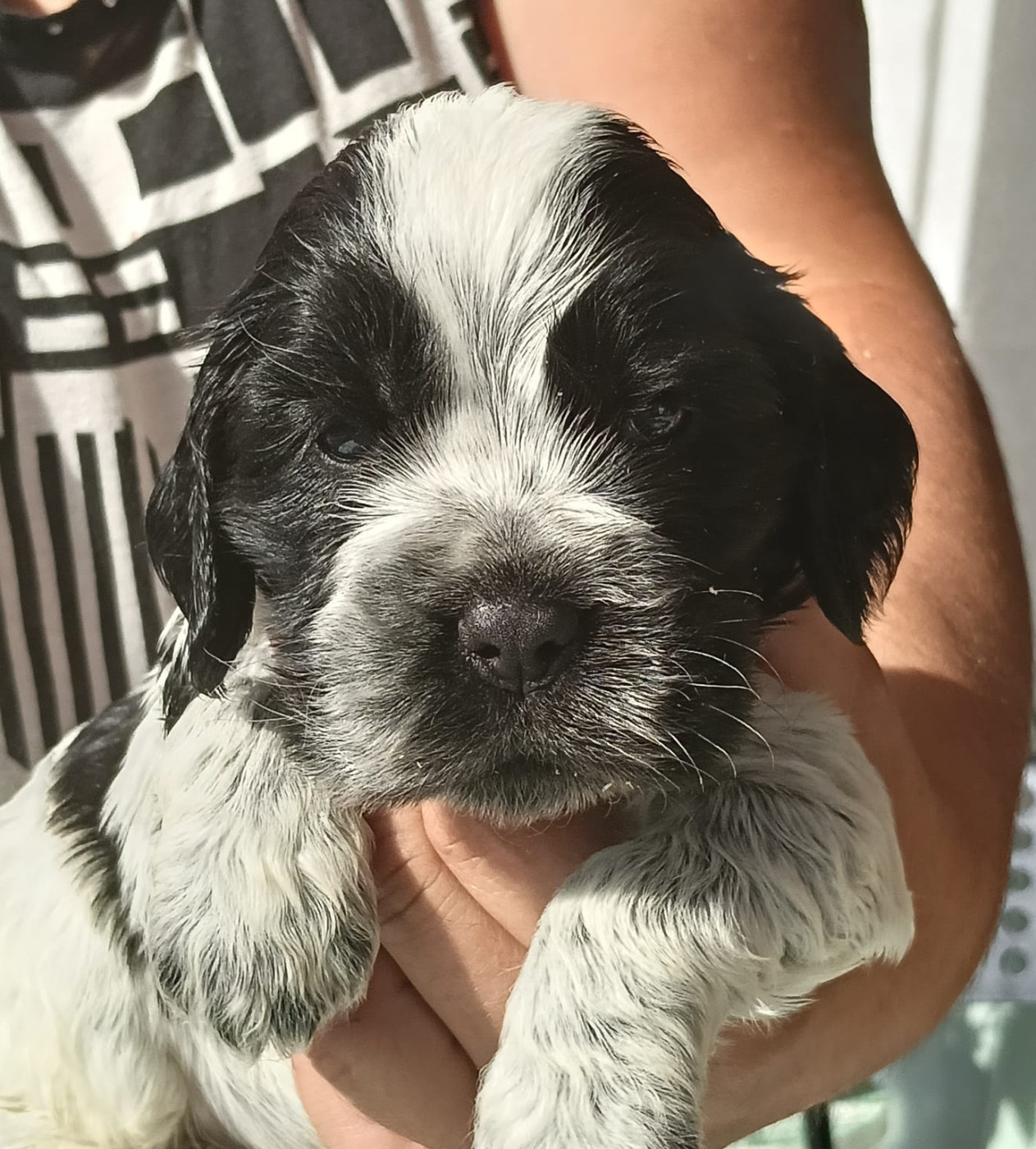of Skystaff Starbuck - Chiots disponibles - Cocker Spaniel Anglais
