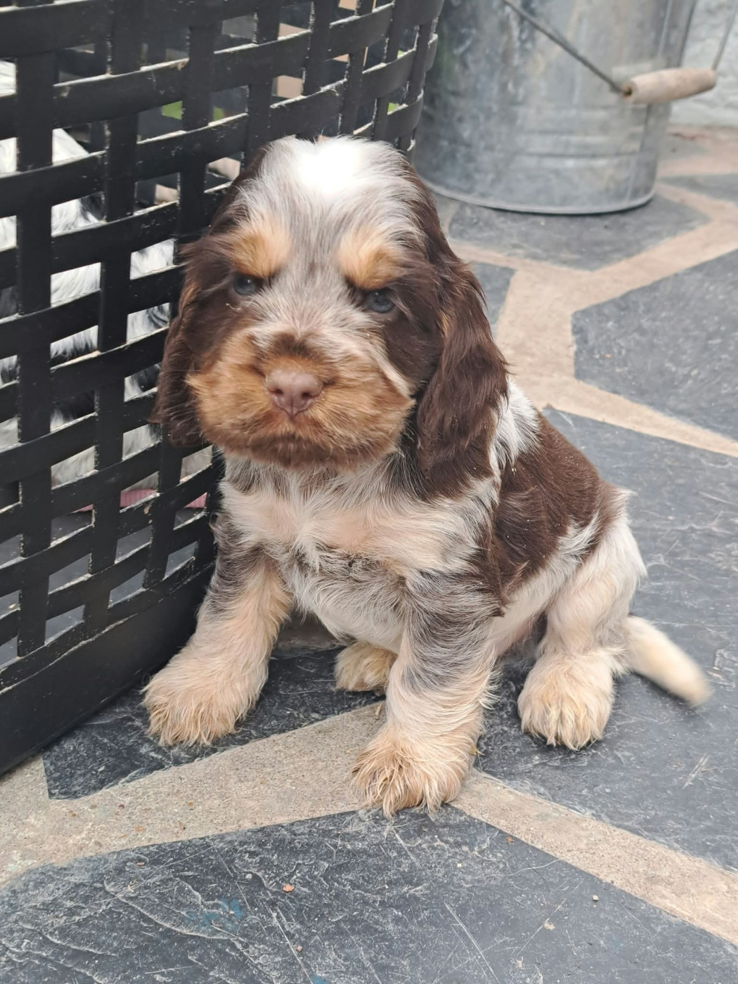 of Skystaff Starbuck - Chiots disponibles - Cocker Spaniel Anglais