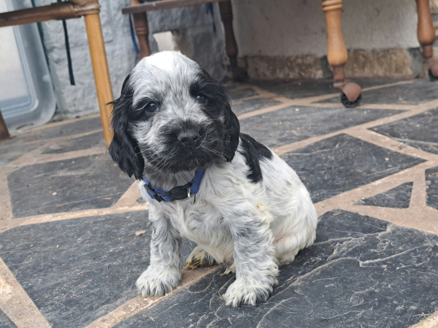 of Skystaff Starbuck - Chiots disponibles - Cocker Spaniel Anglais