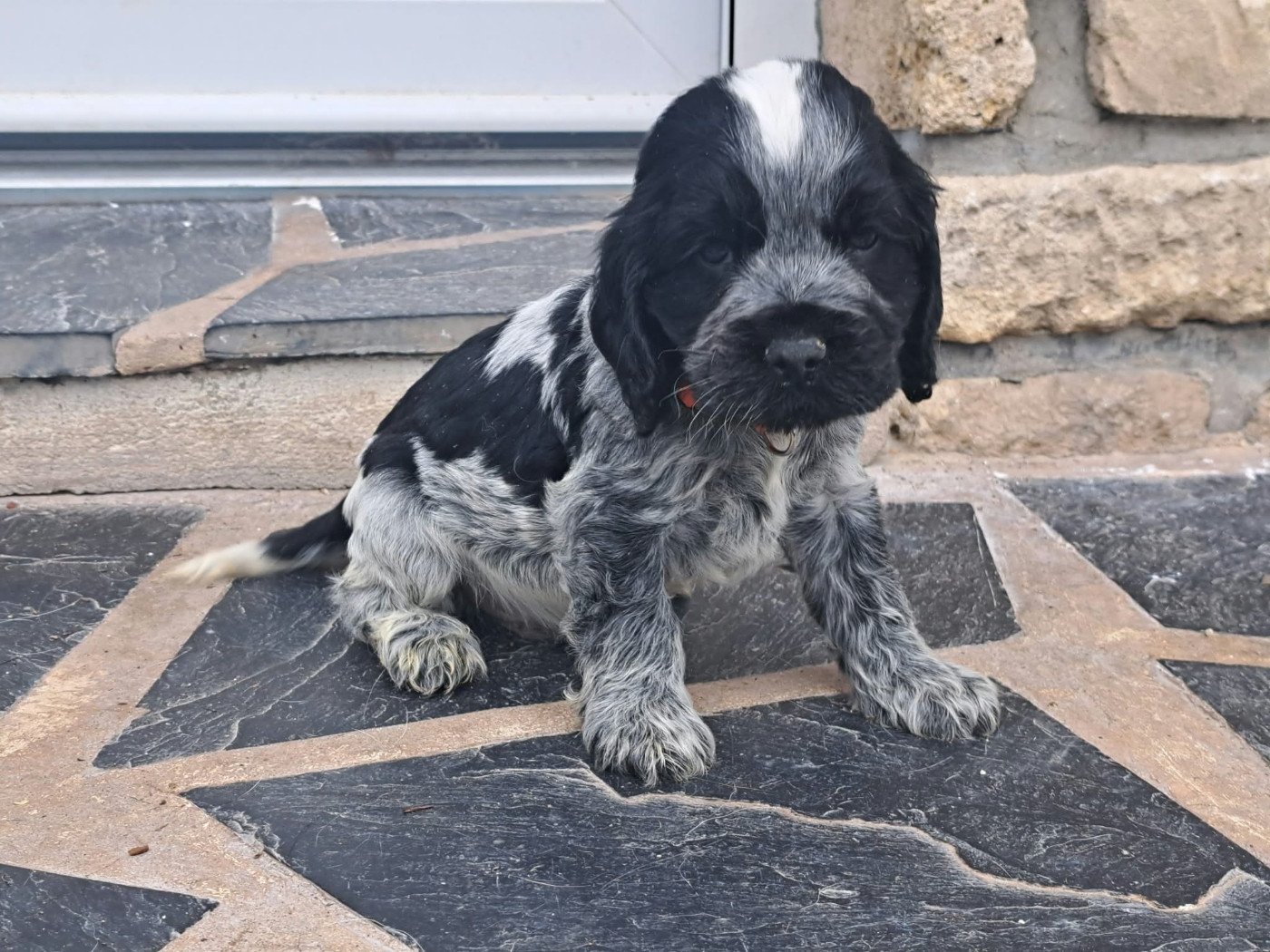 of Skystaff Starbuck - Chiots disponibles - Cocker Spaniel Anglais
