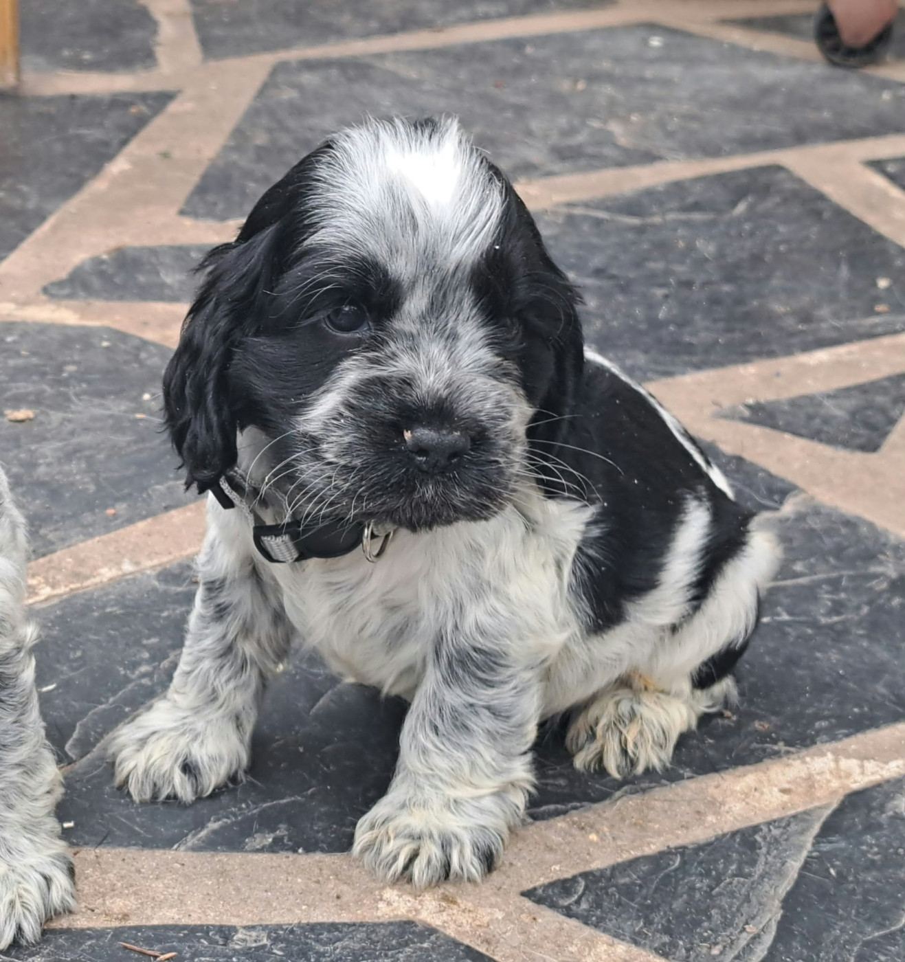 of Skystaff Starbuck - Chiots disponibles - Cocker Spaniel Anglais
