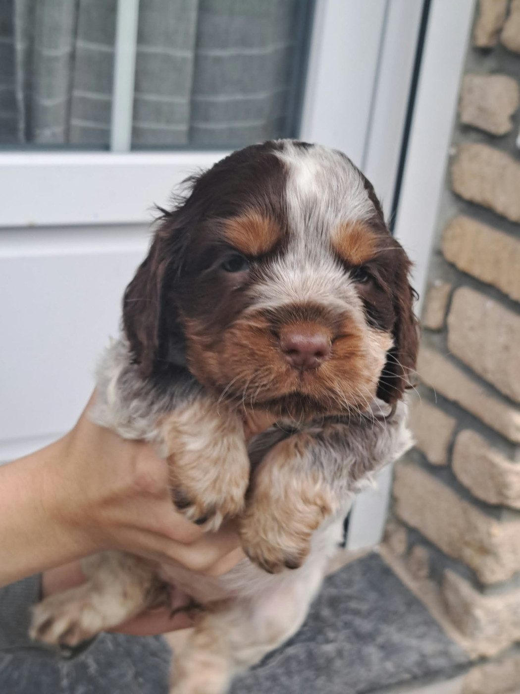 of Skystaff Starbuck - Chiots disponibles - Cocker Spaniel Anglais