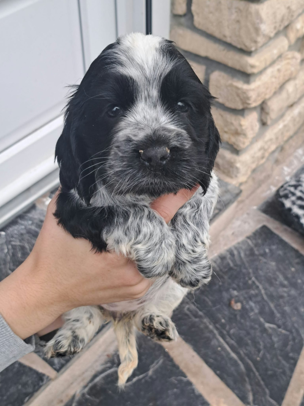 of Skystaff Starbuck - Chiots disponibles - Cocker Spaniel Anglais