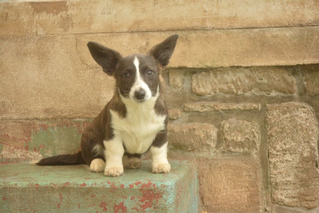 of Skystaff Starbuck - Chiots disponibles - Welsh Corgi Cardigan