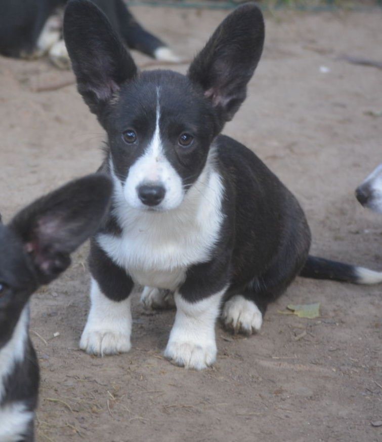 of Skystaff Starbuck - Chiots disponibles - Welsh Corgi Cardigan