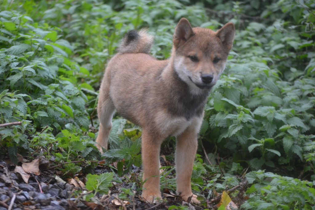 of Skystaff Starbuck - Chiots disponibles - Shiba