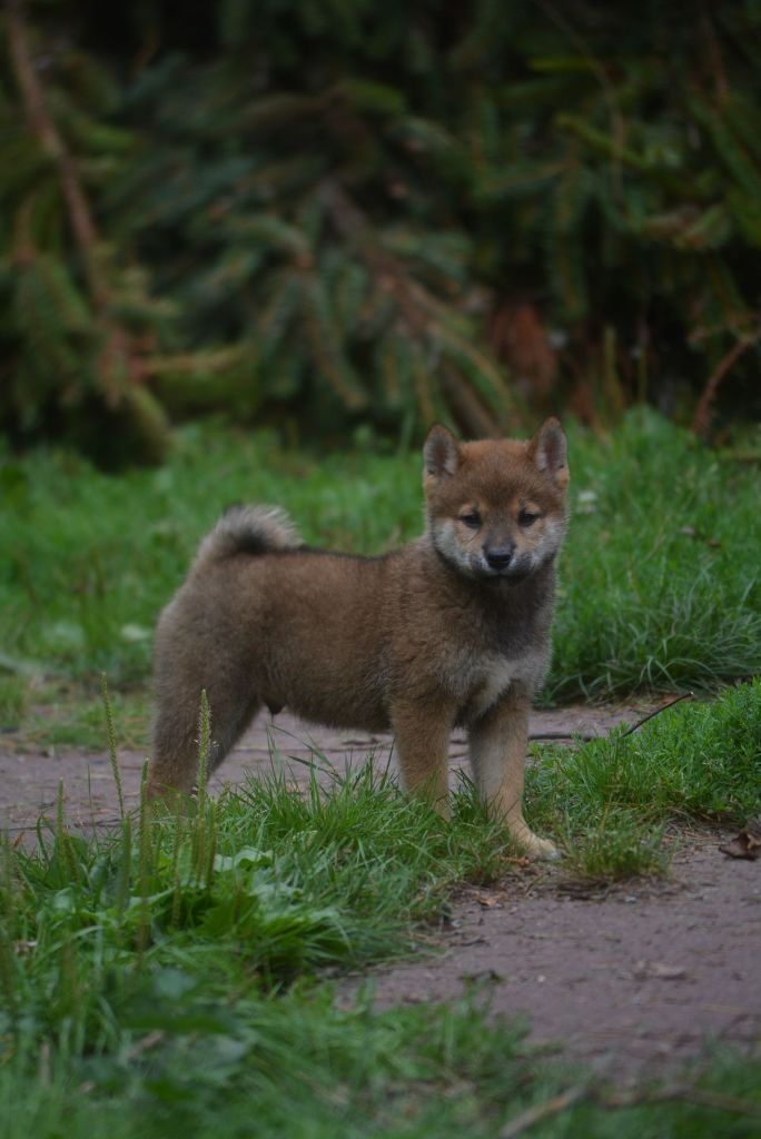 of Skystaff Starbuck - Chiots disponibles - Shiba