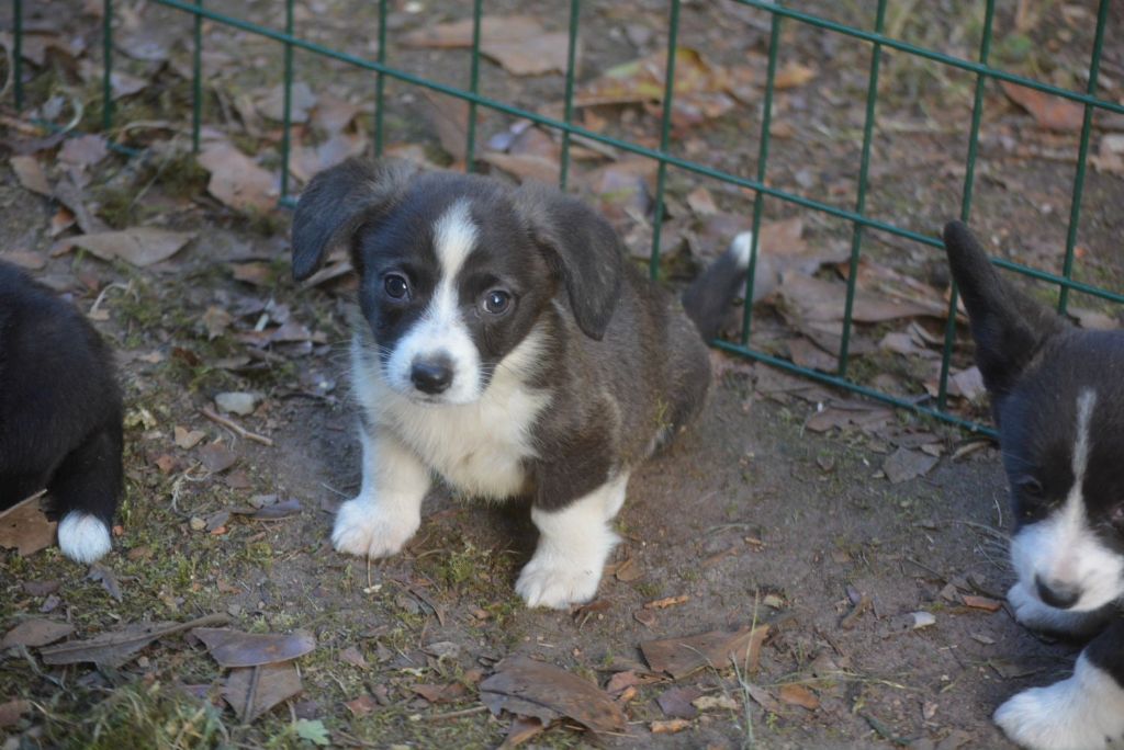 of Skystaff Starbuck - Chiots disponibles - Welsh Corgi Cardigan