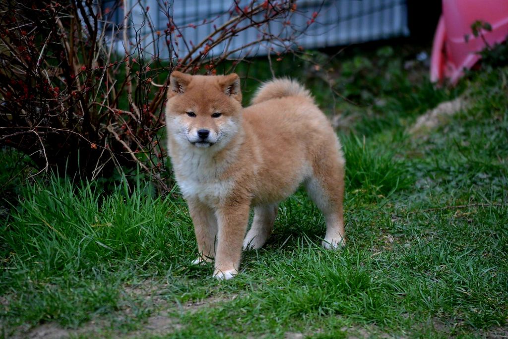 of Skystaff Starbuck - Chiots disponibles - Shiba