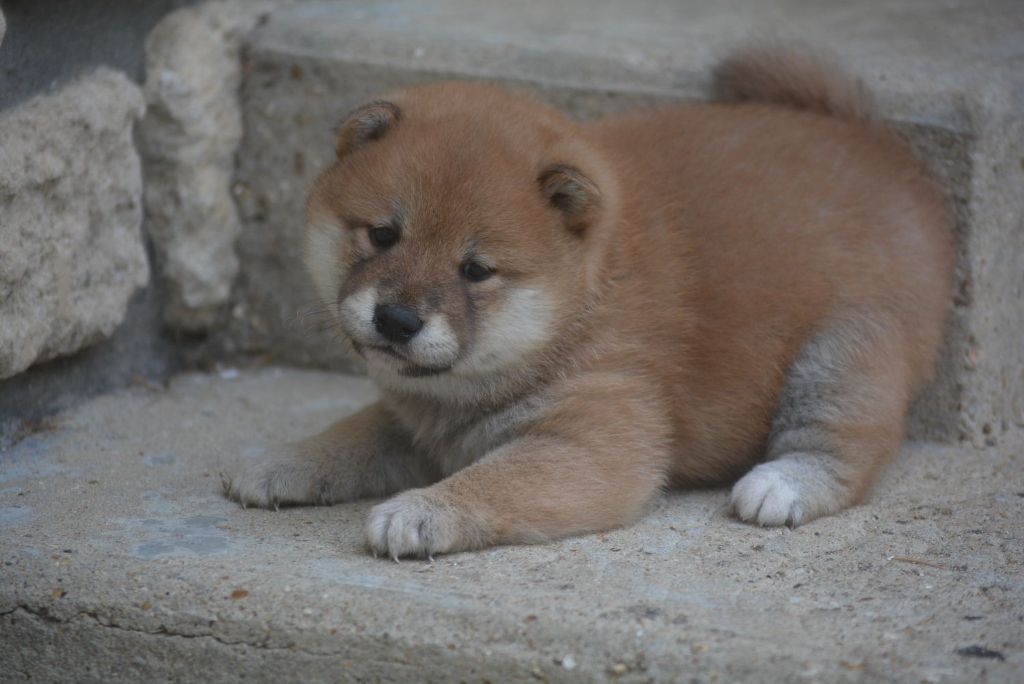 of Skystaff Starbuck - Chiots disponibles - Shiba