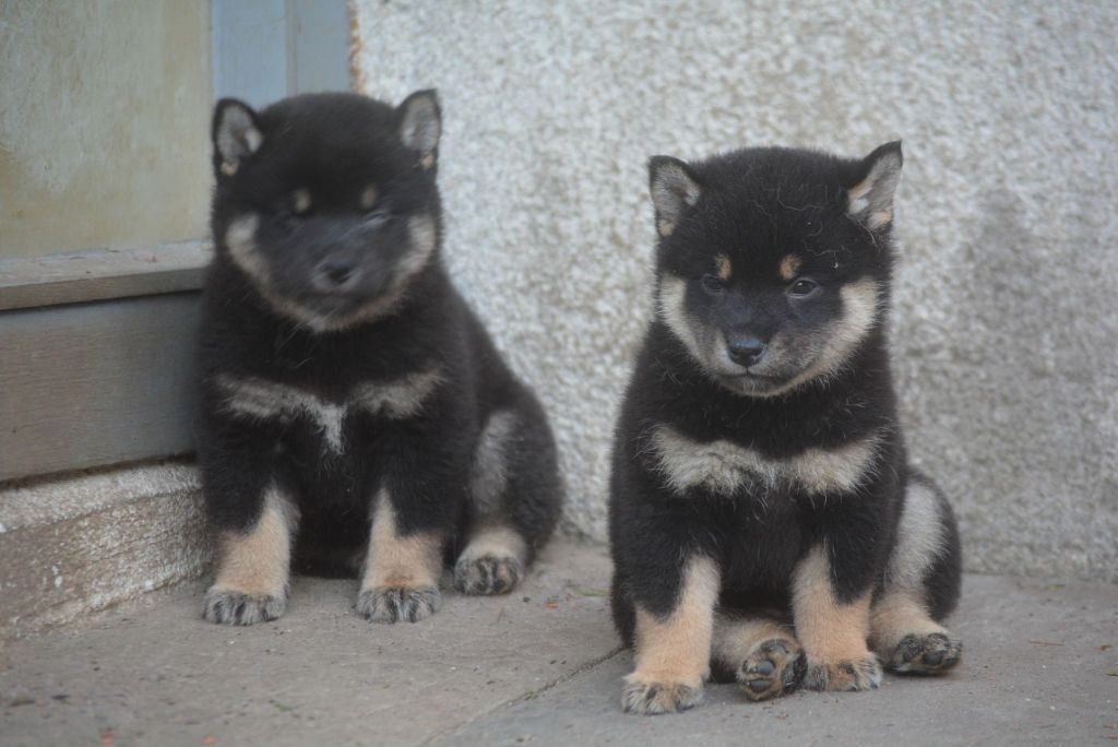 Chiot Shiba of Skystaff Starbuck