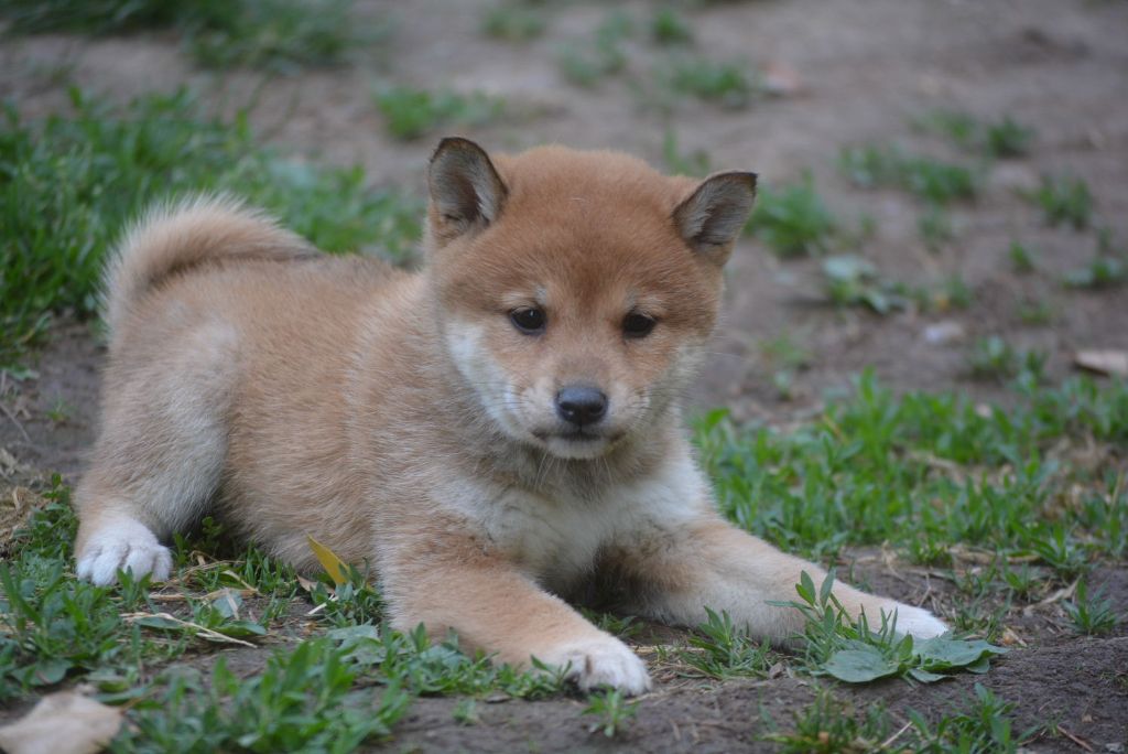 of Skystaff Starbuck - Chiots disponibles - Shiba