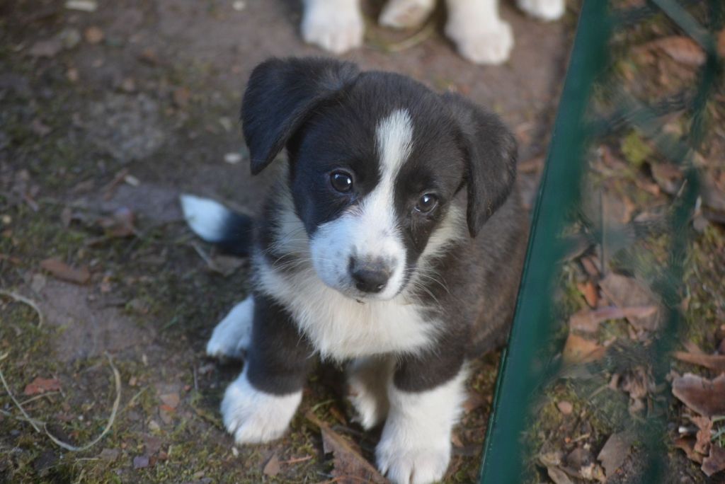of Skystaff Starbuck - Chiots disponibles - Welsh Corgi Cardigan