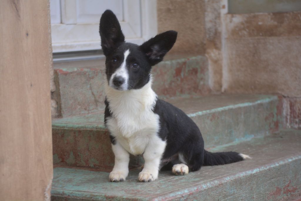 of Skystaff Starbuck - Chiots disponibles - Welsh Corgi Cardigan