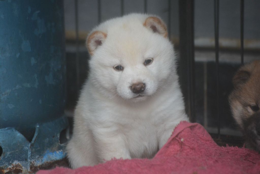 of Skystaff Starbuck - Chiots disponibles - Shiba