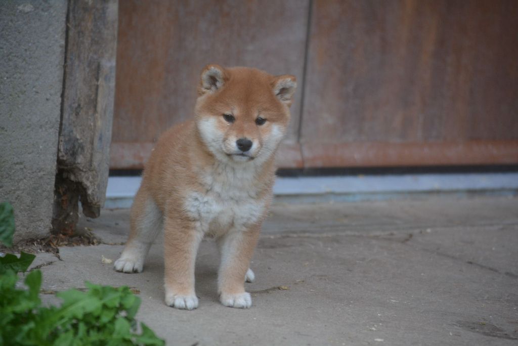 of Skystaff Starbuck - Chiots disponibles - Shiba