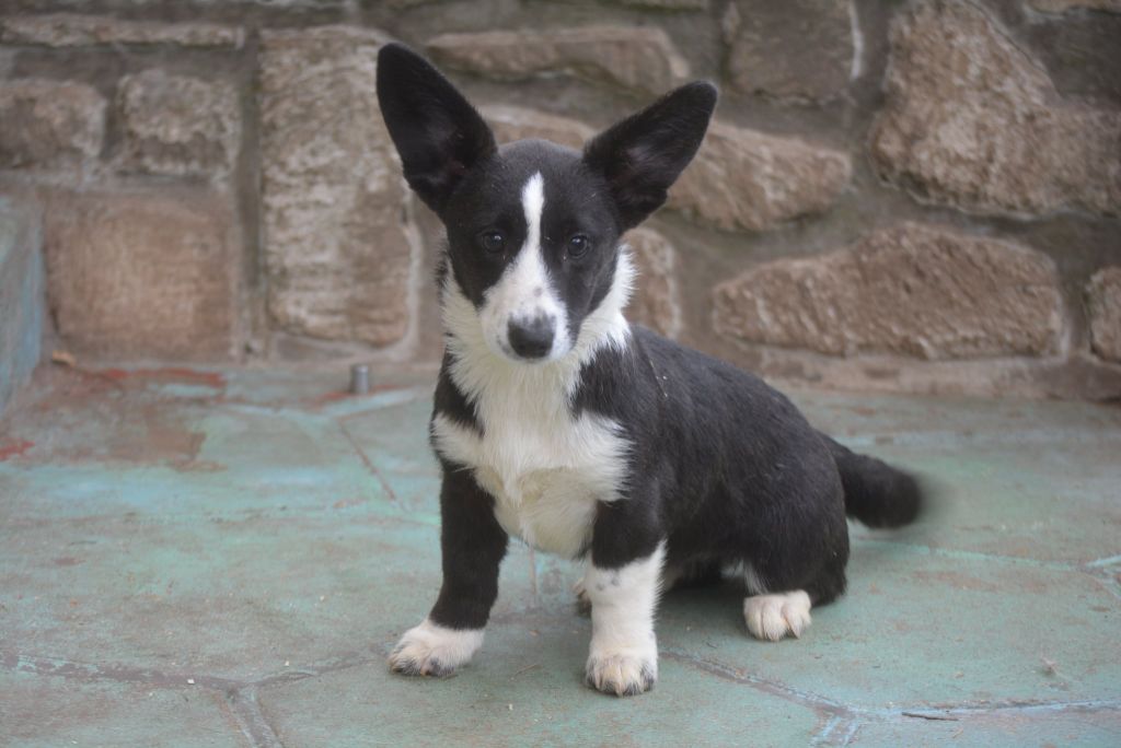 of Skystaff Starbuck - Chiots disponibles - Welsh Corgi Cardigan
