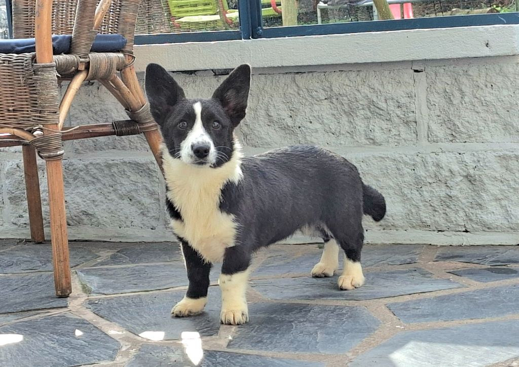 of Skystaff Starbuck - Chiots disponibles - Welsh Corgi Cardigan