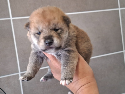Chiot N°6