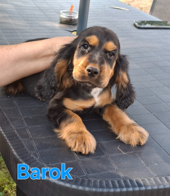 Barok