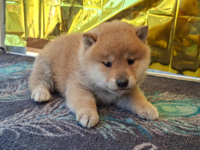 Chiot N°2
