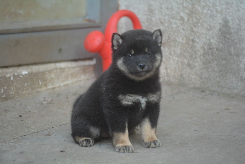 of Skystaff Starbuck - Chiots disponibles - Shiba