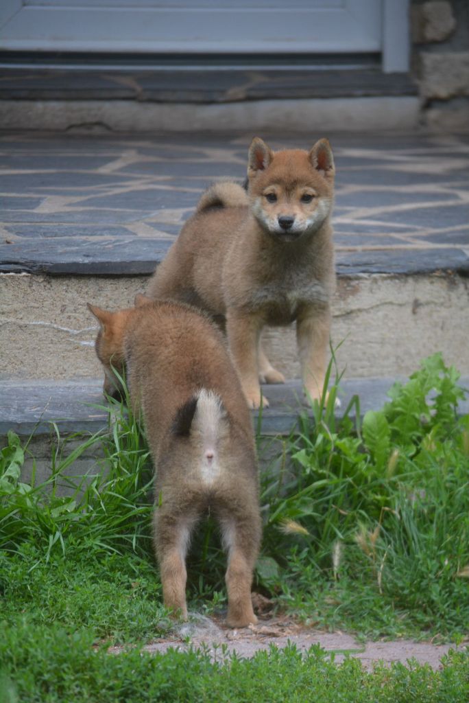 of Skystaff Starbuck - Chiots disponibles - Shiba