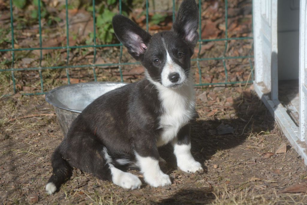 of Skystaff Starbuck - Chiots disponibles - Welsh Corgi Cardigan