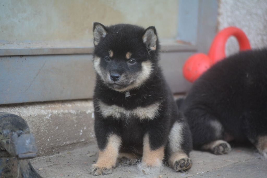 of Skystaff Starbuck - Chiots disponibles - Shiba