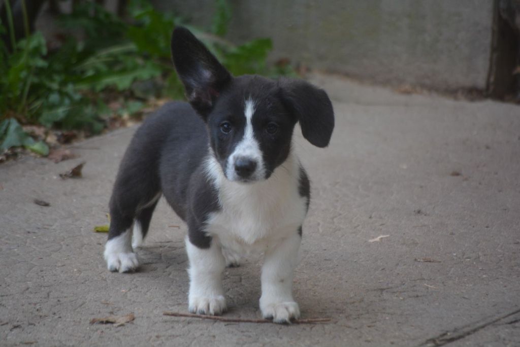 of Skystaff Starbuck - Chiots disponibles - Welsh Corgi Cardigan
