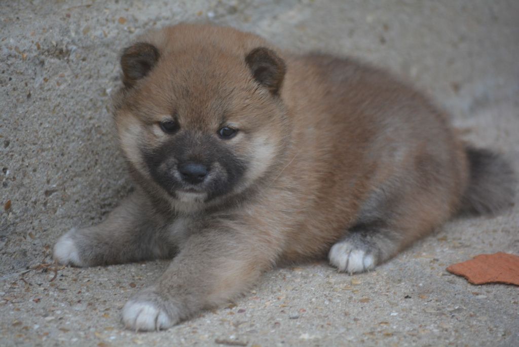 of Skystaff Starbuck - Chiots disponibles - Shiba