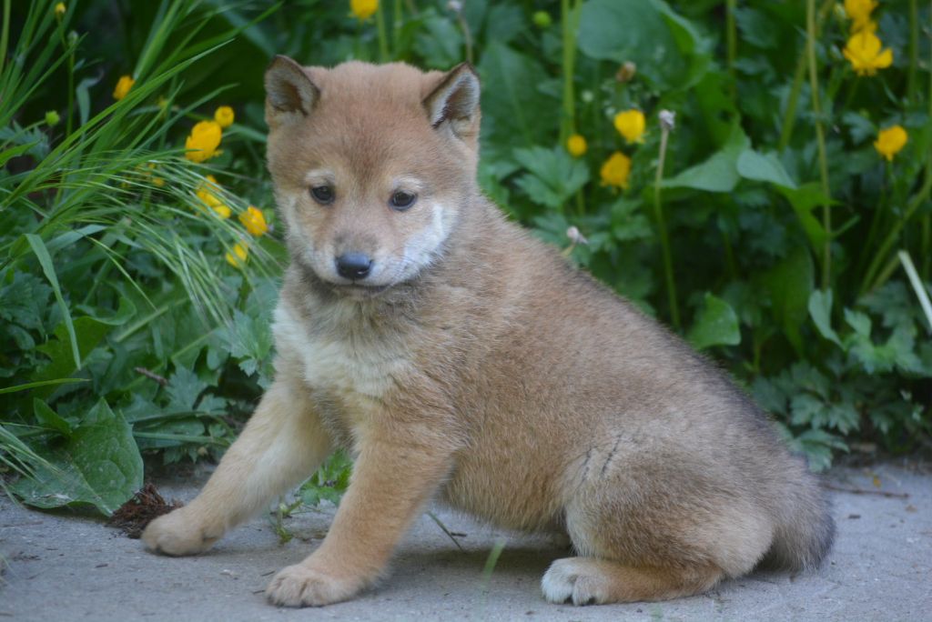 of Skystaff Starbuck - Chiots disponibles - Shiba