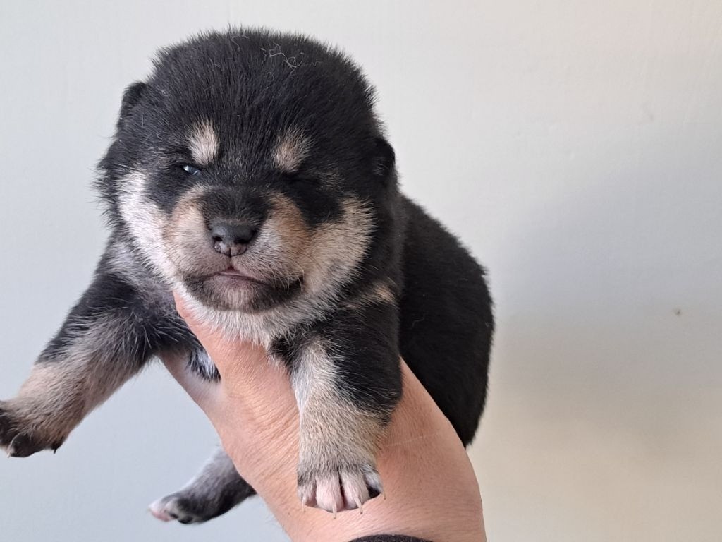of Skystaff Starbuck - Chiots disponibles - Shiba