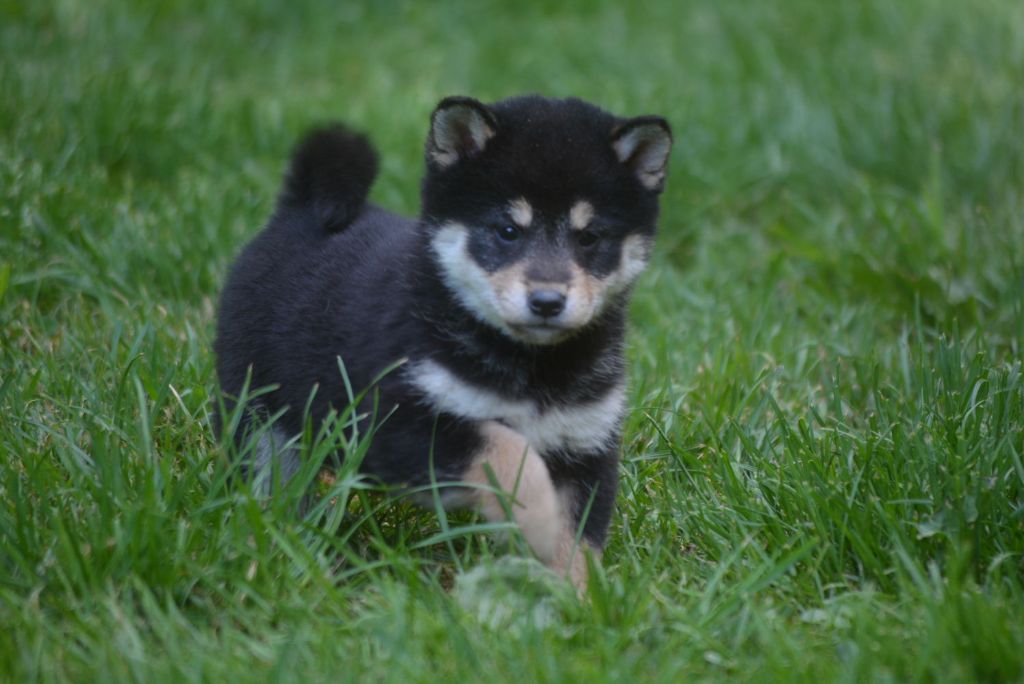 of Skystaff Starbuck - Chiots disponibles - Shiba