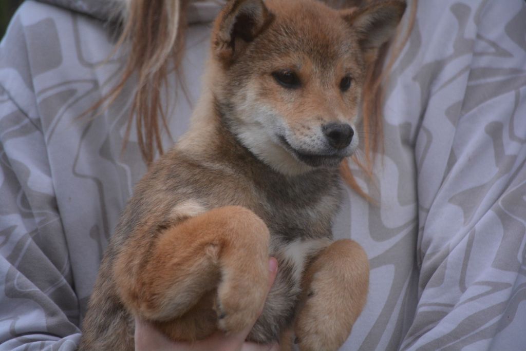 of Skystaff Starbuck - Chiots disponibles - Shiba